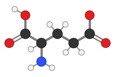Glutamate ion: the amino acid glutamic acid with one acid group carrying a negative charge; every hydrogen shown