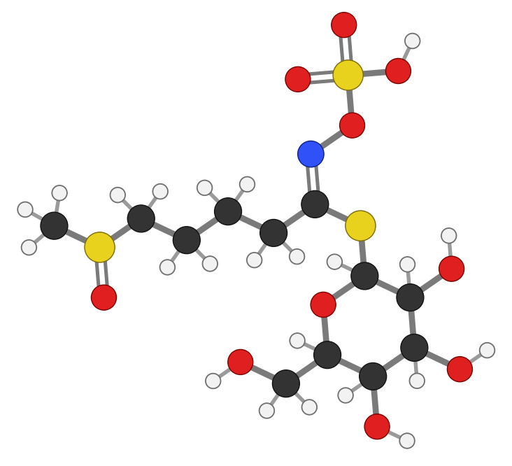 Glucoraphanin: a sulfur chain attached to a glucose ring and a sulfate group; every hydrogen shown
