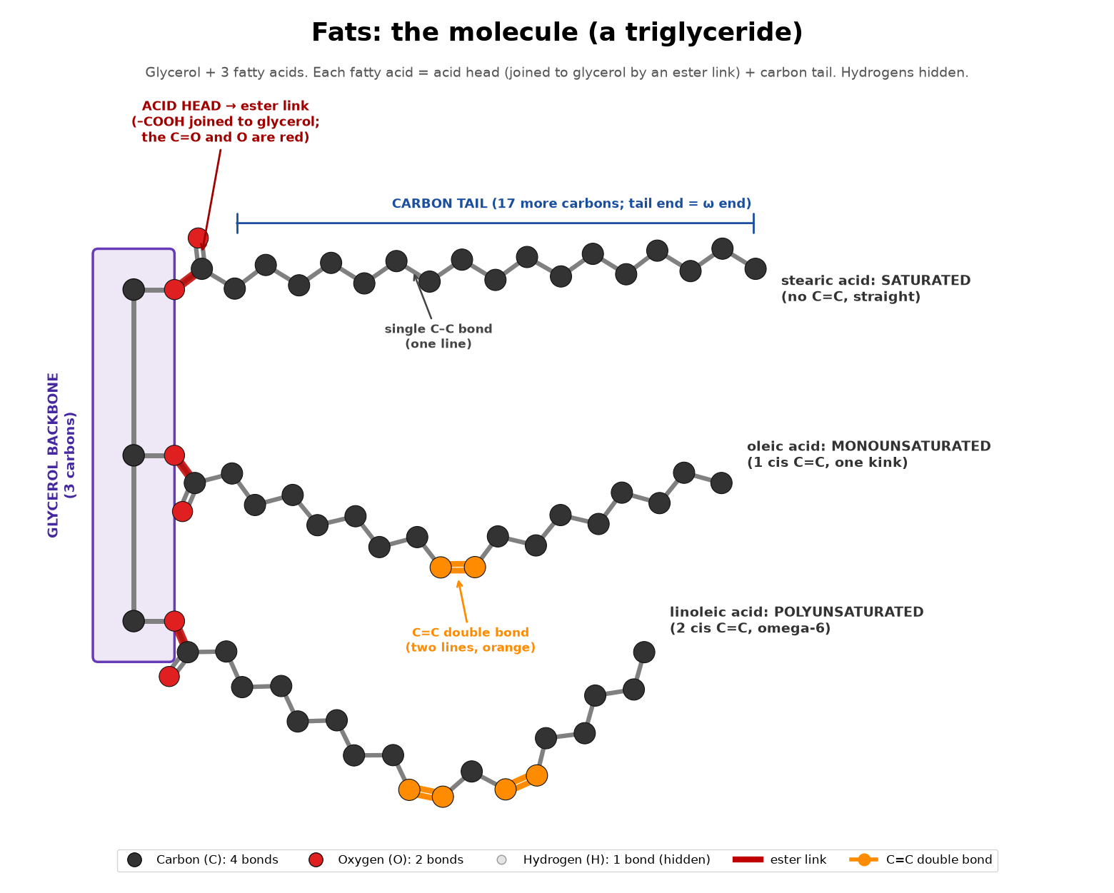 Figure 3: the triglyceride molecule