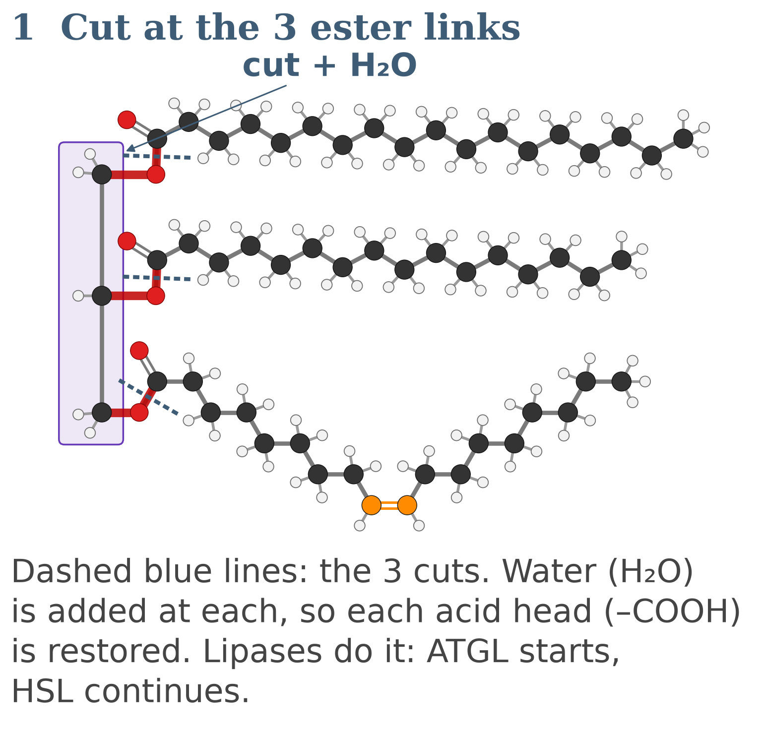 Figure 9: B, breakdown step 1: lipases cut the 3 ester links, adding water