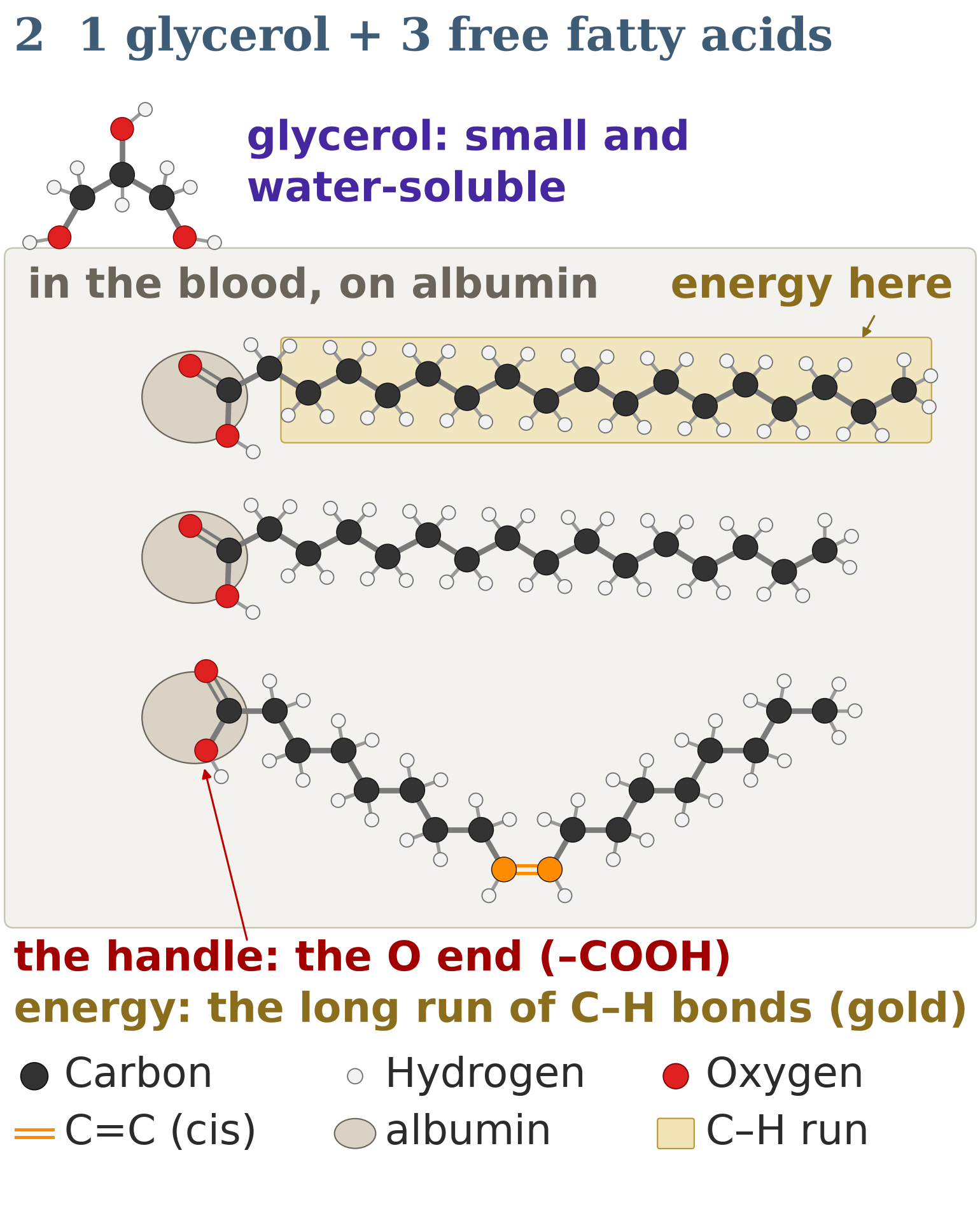 Figure 9: step 2: 1 glycerol plus 3 free fatty acids carried on albumin in the blood