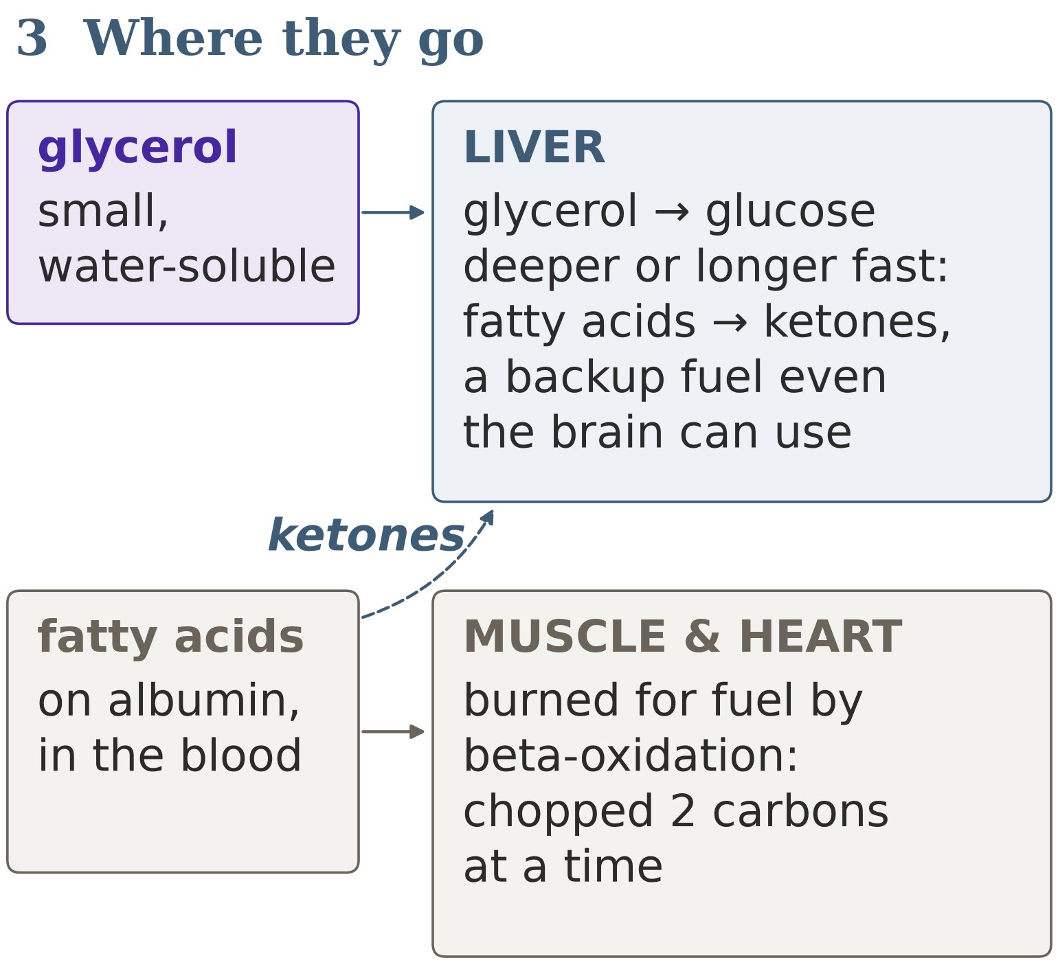Figure 9: step 3: where they go, glycerol to the liver, fatty acids to muscle and heart