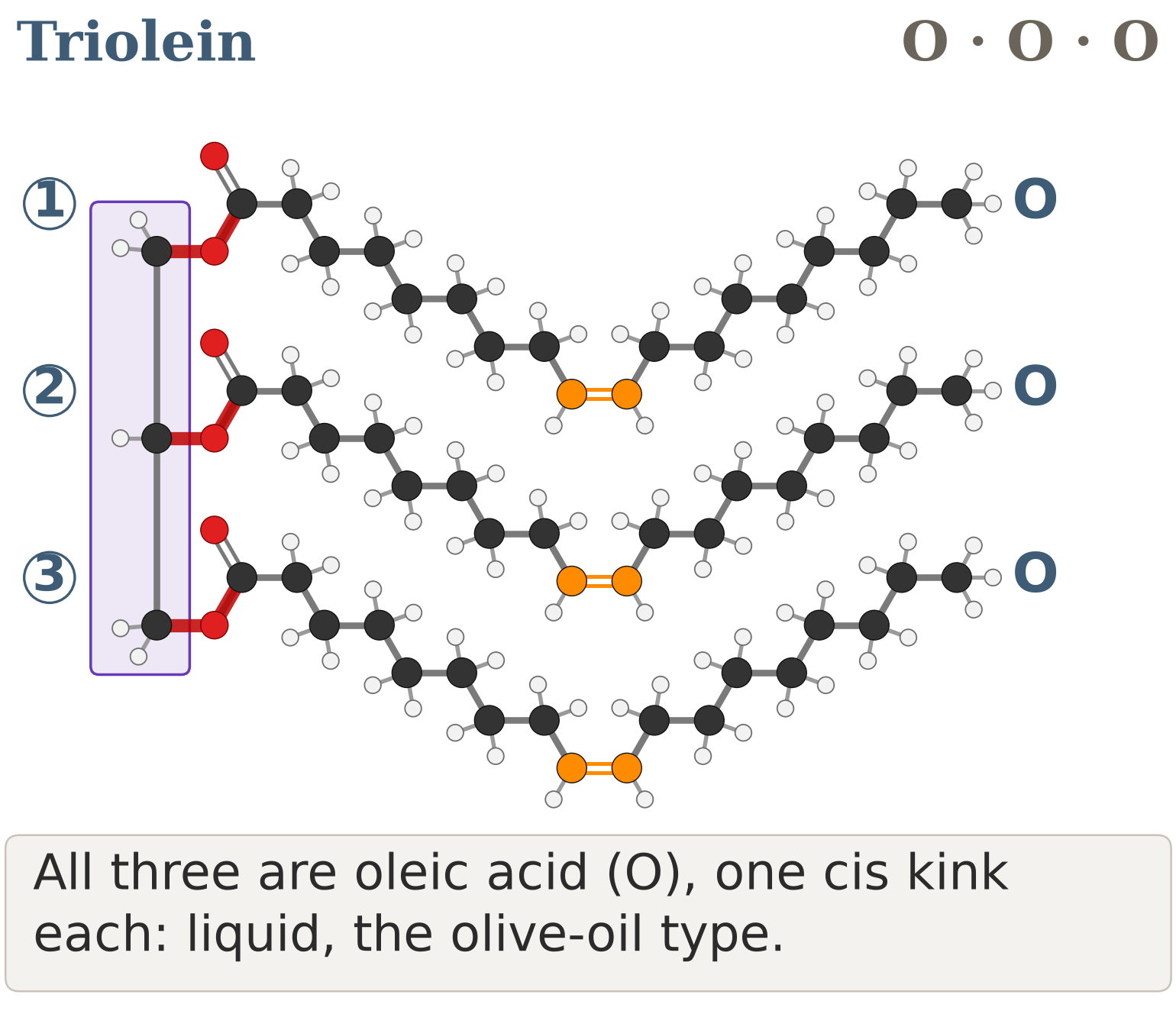 Figure 9: triolein, three oleic acids (O O O), each with one cis kink