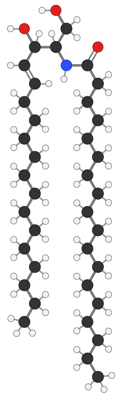 A ceramide, C36H71NO3: the sphingosine backbone (left tail with a trans double bond, two OH groups and an NH at the top) joined by an amide link to a stearic acid tail (right); every hydrogen shown
