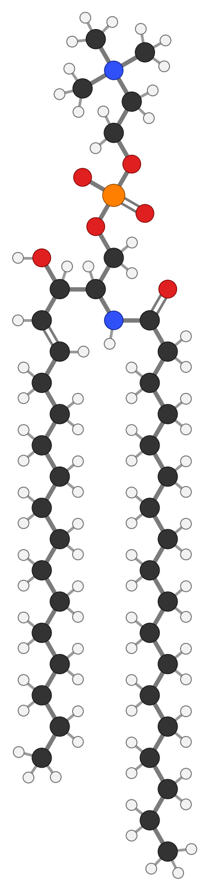 Sphingomyelin, C41H83N2O6P: the same ceramide as above (sphingosine on the left with its trans double bond and OH, stearic acid on the right joined by an amide link) with a phosphate group on the C1 oxygen and a choline head (N+) on top; every hydrogen shown