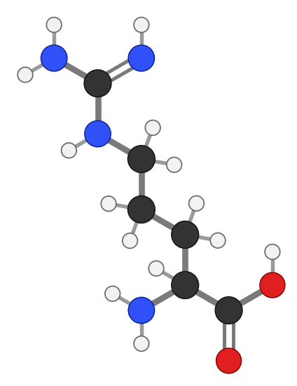 Arginine (Arg), C6H14N4O2: amine and carboxyl at the bottom, side chain pointing up; every hydrogen shown