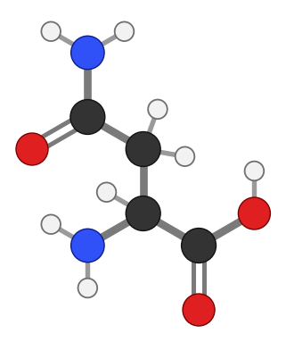 Asparagine (Asn), C4H8N2O3: amine and carboxyl at the bottom, side chain pointing up; every hydrogen shown