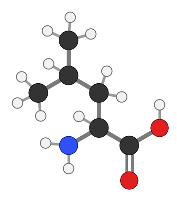 Leucine (Leu), C6H13NO2: amine and carboxyl at the bottom, side chain pointing up; every hydrogen shown