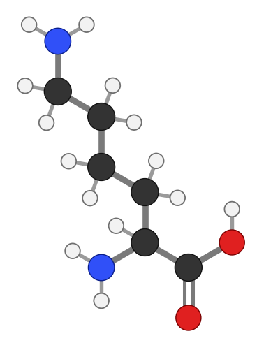 Lysine (Lys), C6H14N2O2: amine and carboxyl at the bottom, side chain pointing up; every hydrogen shown