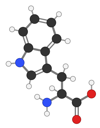 Tryptophan (Trp), C11H12N2O2: amine and carboxyl at the bottom, side chain pointing up; every hydrogen shown