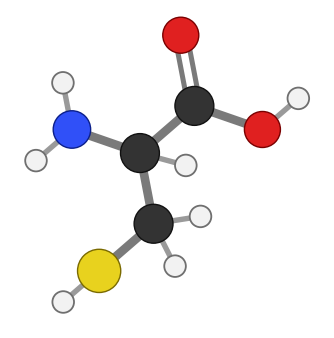 Cysteine: an amino acid whose side chain ends in a sulfur with a hydrogen (SH); every hydrogen shown