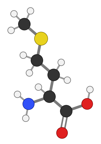 Methionine: an amino acid whose side chain contains a sulfur between two carbons; every hydrogen shown