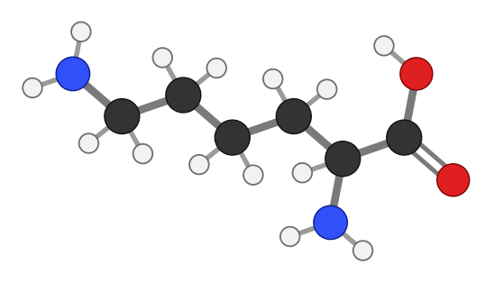 Lysine: an amino acid with a long side chain ending in an NH2 group; every hydrogen shown